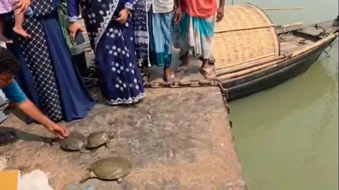 সোনারগাঁয়ে ১৩টি কচ্ছপ উদ্ধার,লাখ টাকা জরিমানা